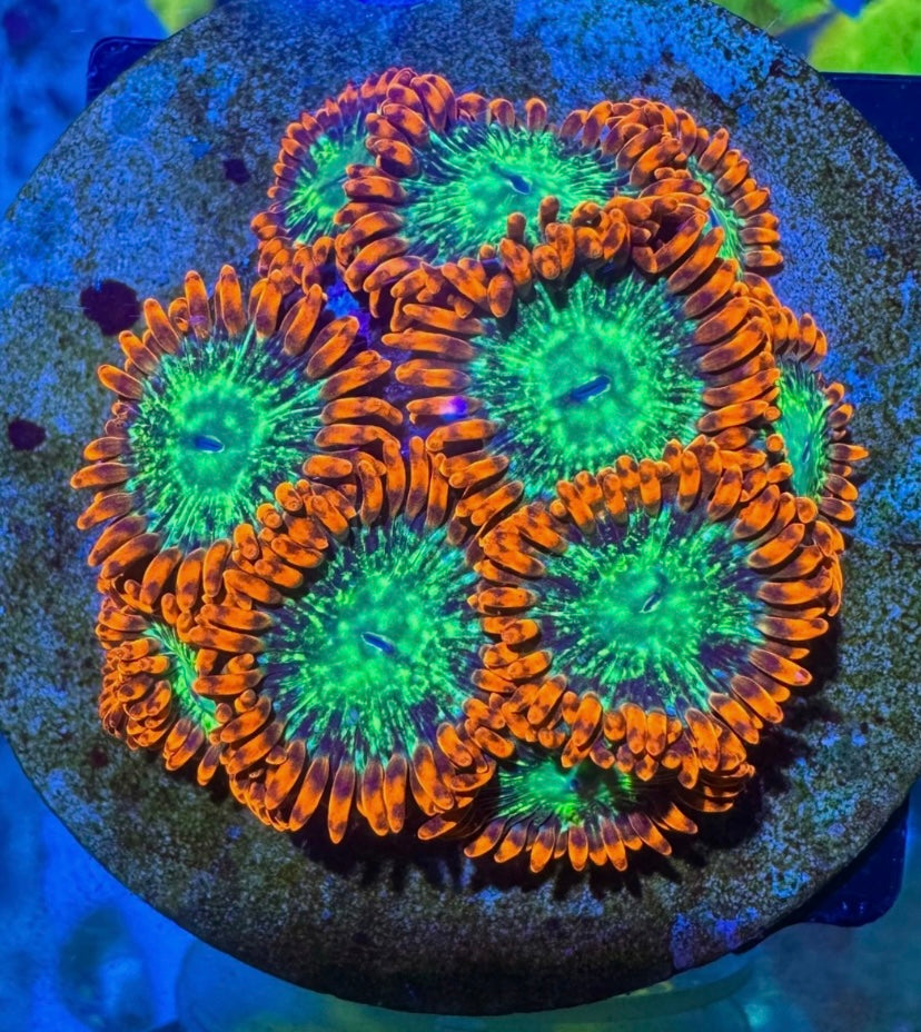 WWC Astral Shift High End Zoa Zoanthid 1 Polyped Frag