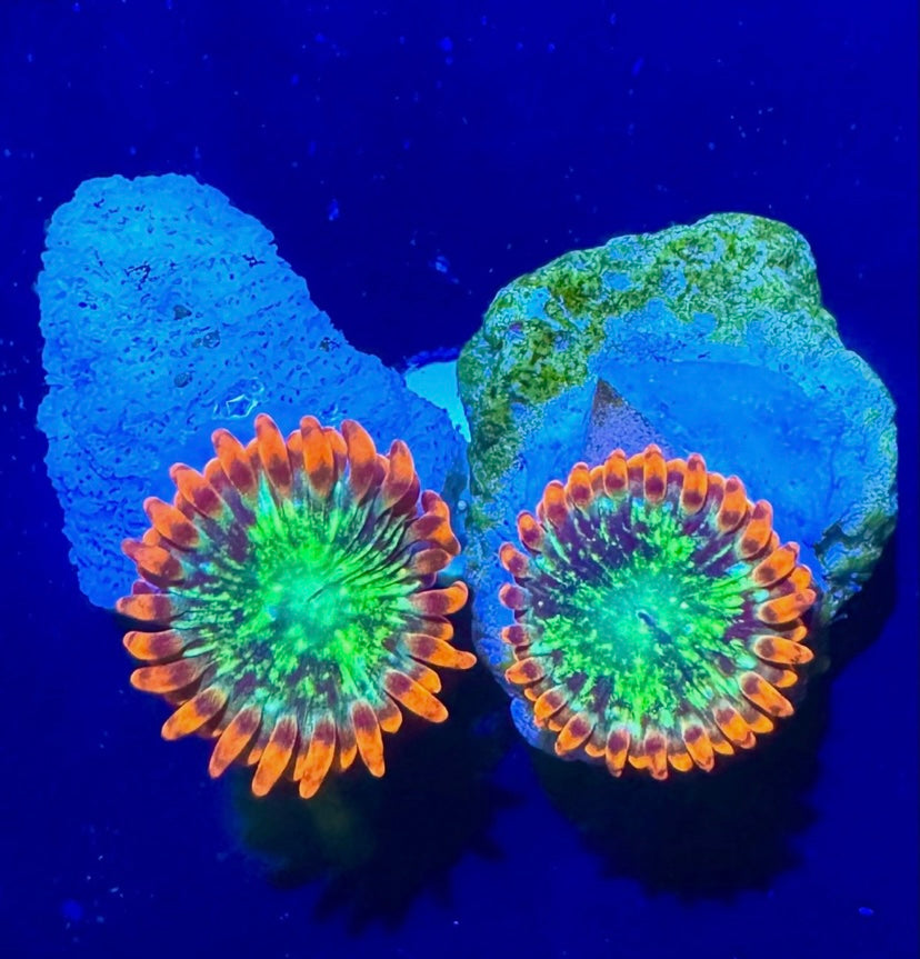 WWC Astral Shift High End Zoa Zoanthid 1 Polyped Frag