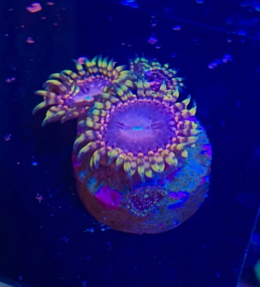 RR Koala Eye Zoa Frag – High End Zoanthid – UK Grown