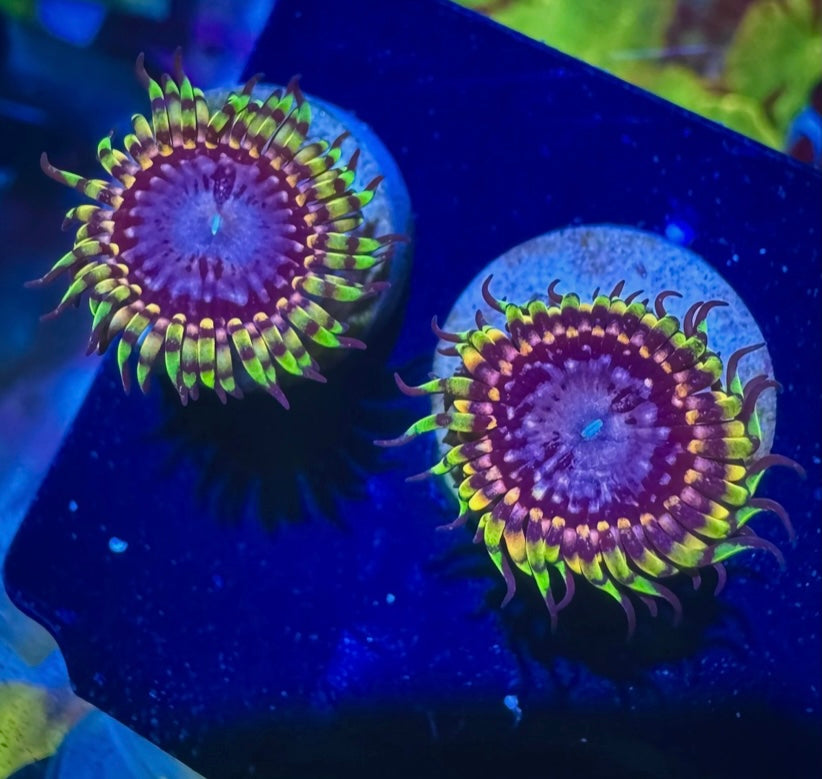 RR Koala Eye Zoa Frag – High End Zoanthid – UK Grown