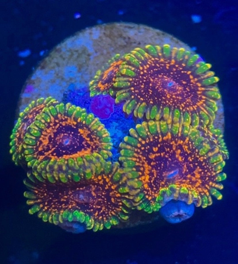 Dayglo Volcano Zoa Frag – High End Zoanthid – UK Grown