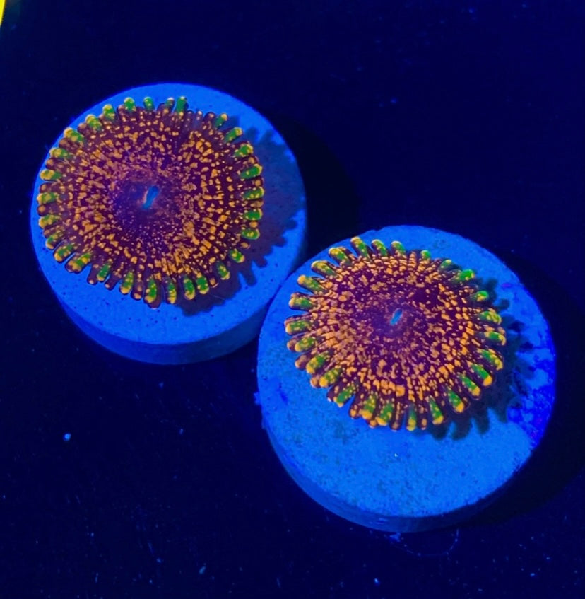Dayglo Volcano Zoa Frag – High End Zoanthid – UK Grown