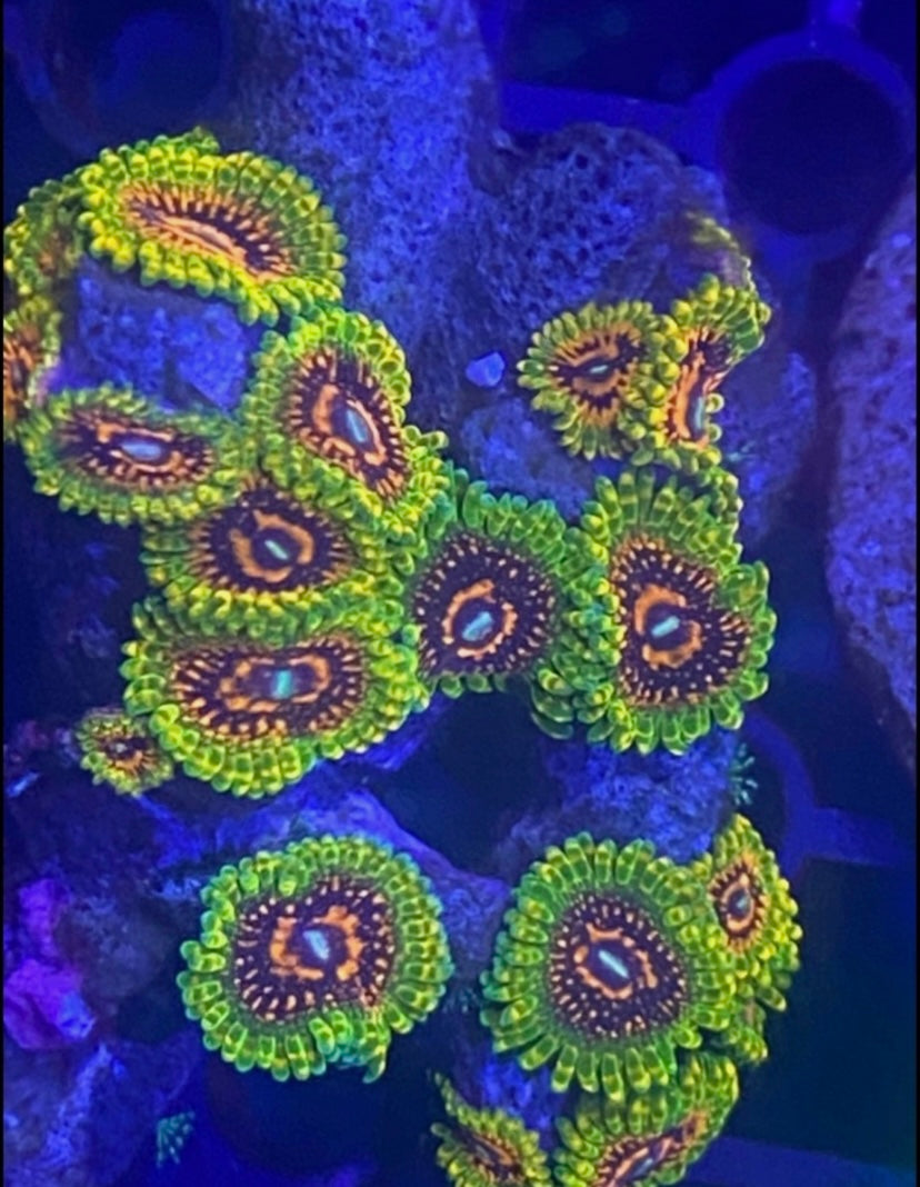 GMK Zoa Frag – Grand Master Krakatoa – High End Zoanthid – UK Grown