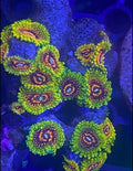 GMK Zoa Frag – Grand Master Krakatoa – High End Zoanthid – UK Grown