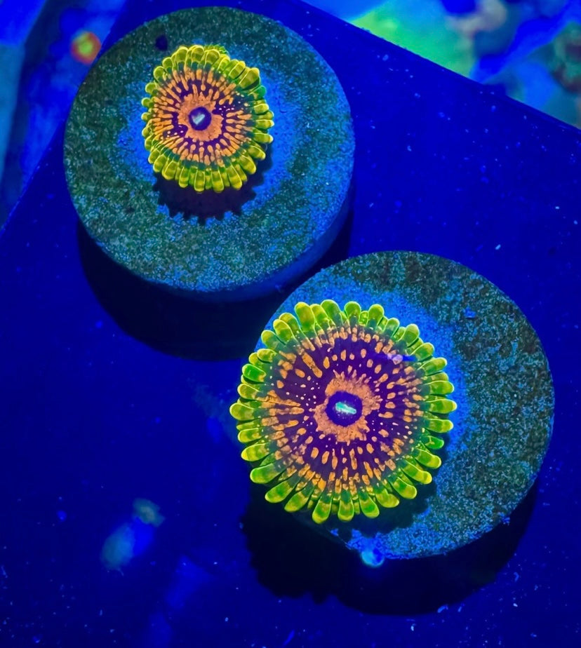 GMK Zoa Frag – Grand Master Krakatoa – High End Zoanthid – UK Grown