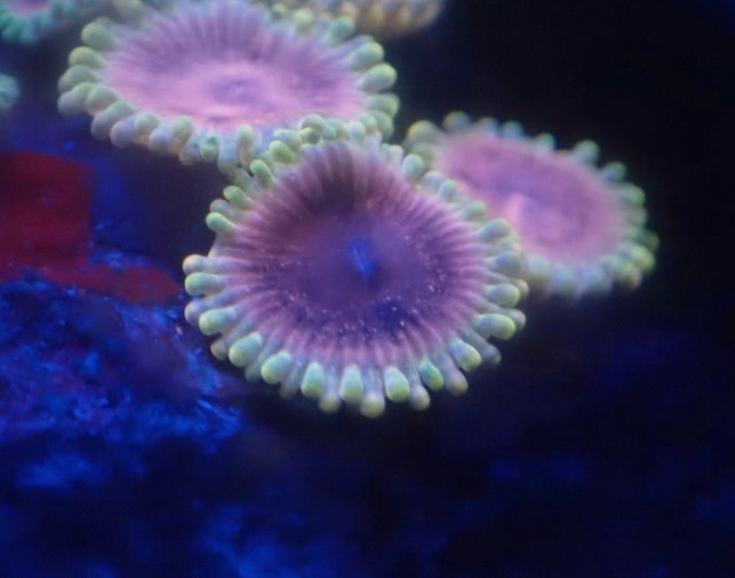 Black Widow Zoa Frag – High End Zoanthid – UK Grown