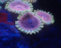 Black Widow Zoa Frag – High End Zoanthid – UK Grown