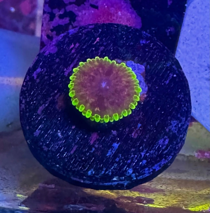 Black Widow Zoa Frag – High End Zoanthid – UK Grown