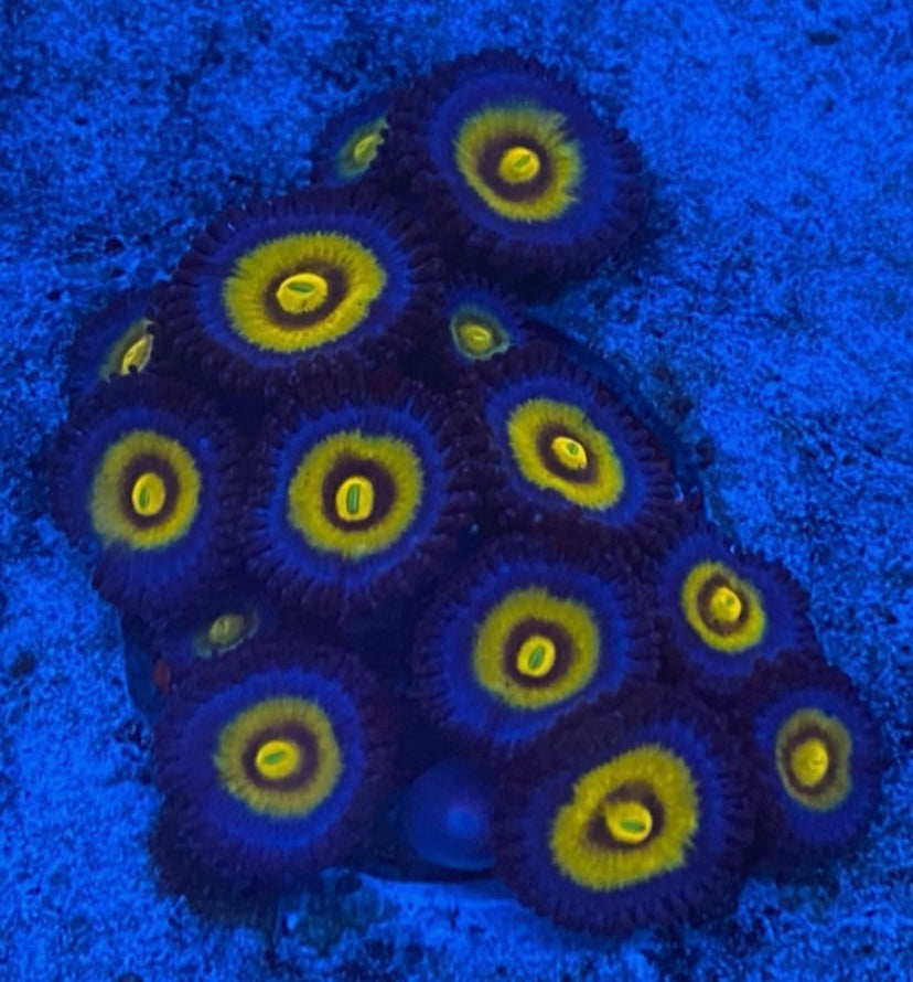 Wolverine Zoa - High End Zoanthid – UK Grown