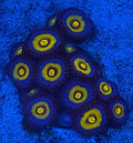 Wolverine Zoa - High End Zoanthid – UK Grown