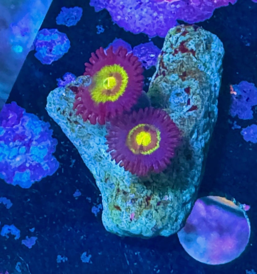 Wolverine Zoa - High End Zoanthid – UK Grown