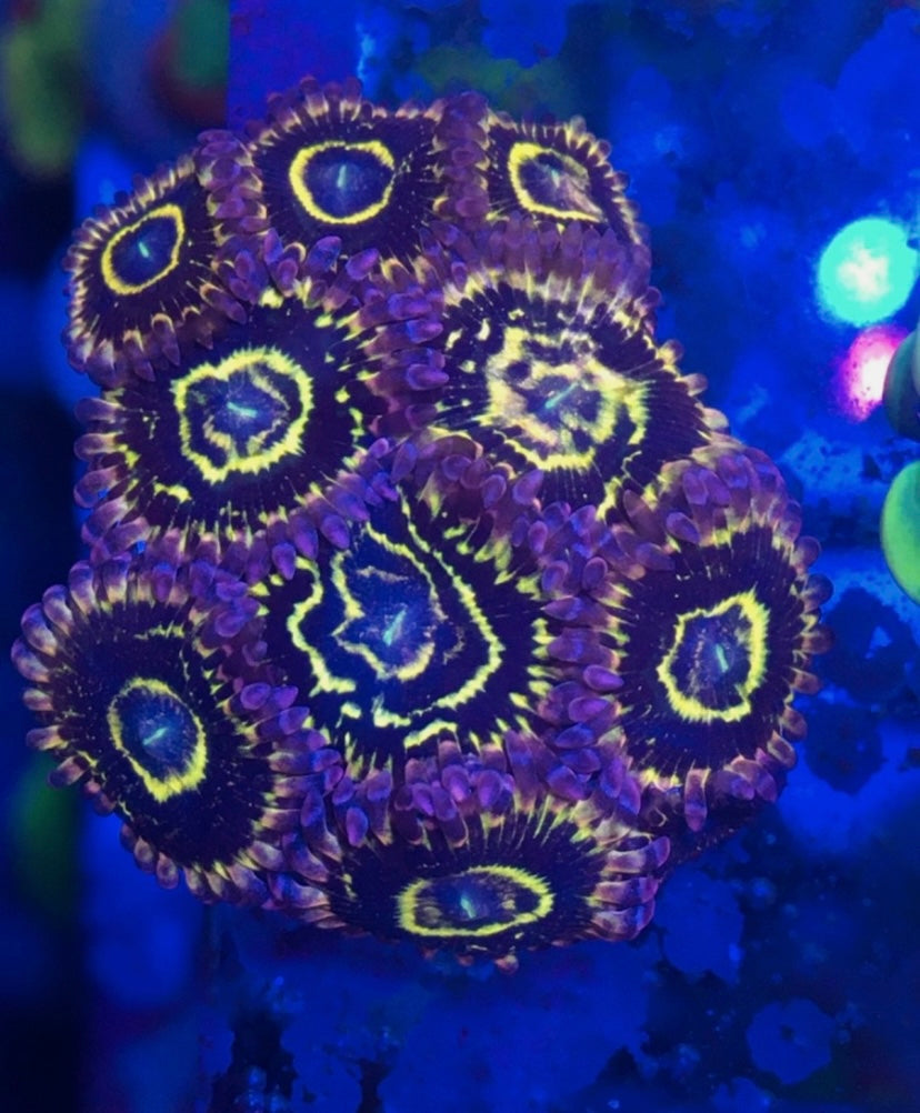 Stratosphere Zoa Frag — High End Zoanthid — UK Grown