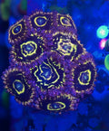 Stratosphere Zoa Frag — High End Zoanthid — UK Grown