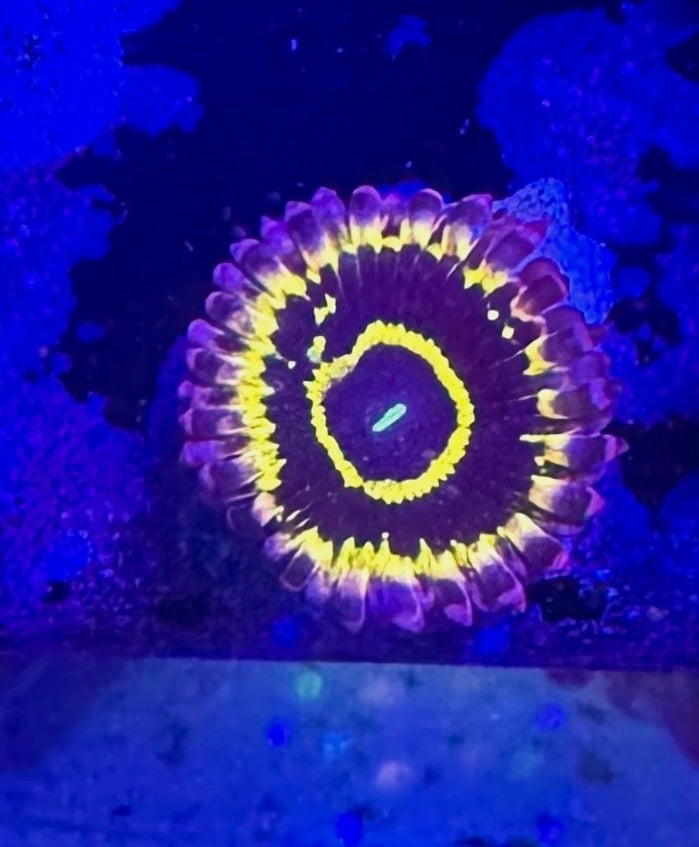 Stratosphere Zoa Frag — High End Zoanthid — UK Grown