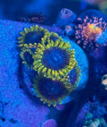 SBB Thermosphere Zoa Frag – High End Zoanthid – UK Grown