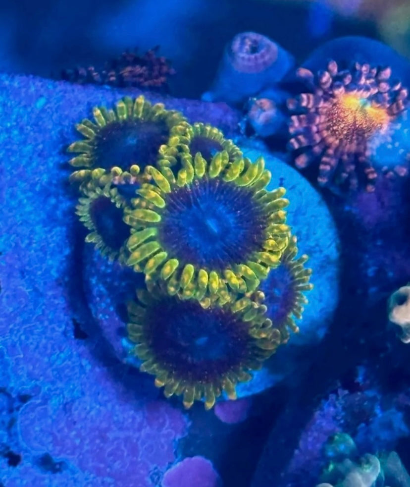 SBB Thermosphere Zoa Frag – High End Zoanthid – UK Grown