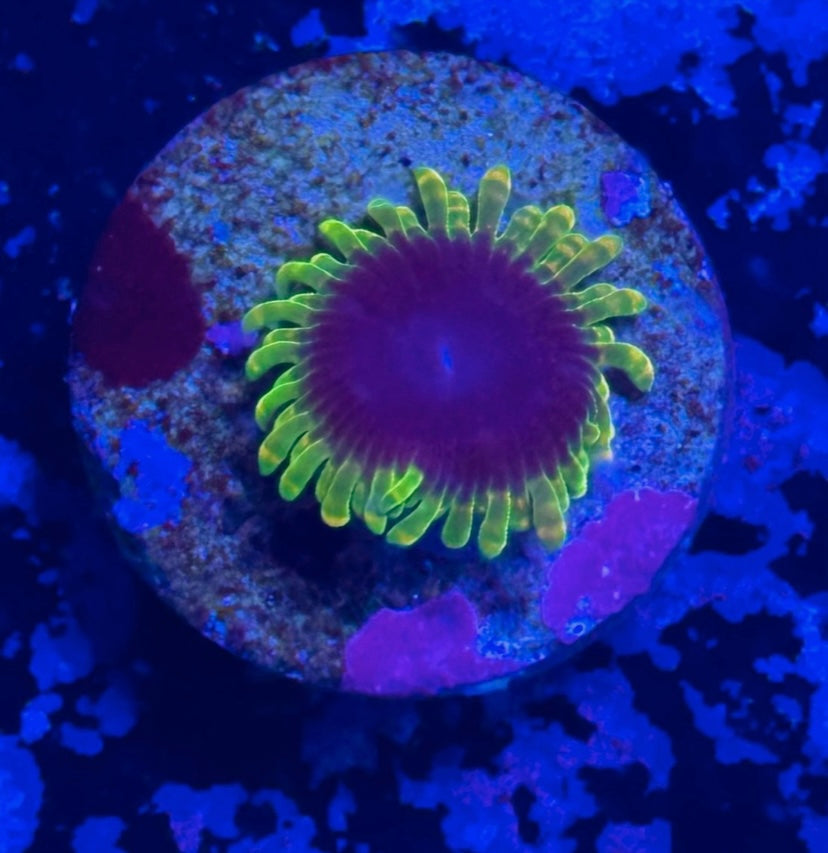 SBB Thermosphere Zoa Frag – High End Zoanthid – UK Grown