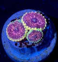 ECC Cosmosis Zoa — High End Zoanthid — UK Grown