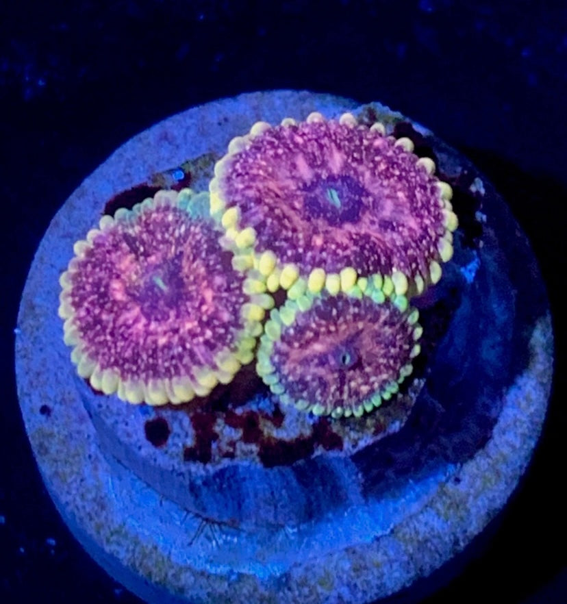ECC Cosmosis Zoa — High End Zoanthid — UK Grown