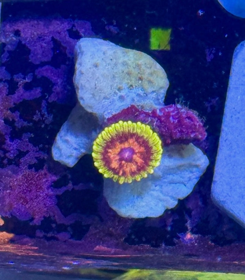 ECC Cosmosis Zoa — High End Zoanthid — UK Grown