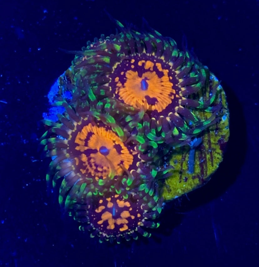 Ultimate Space Monster Zoa Frag — High End Zoa Zoanthid — UK Grown