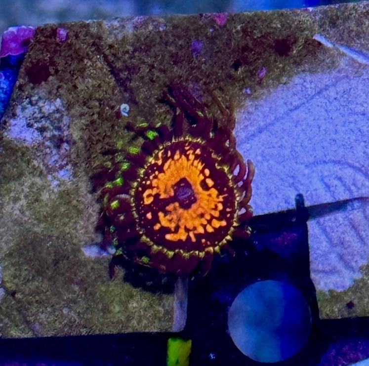 Ultimate Space Monster Zoa Frag — High End Zoa Zoanthid — UK Grown