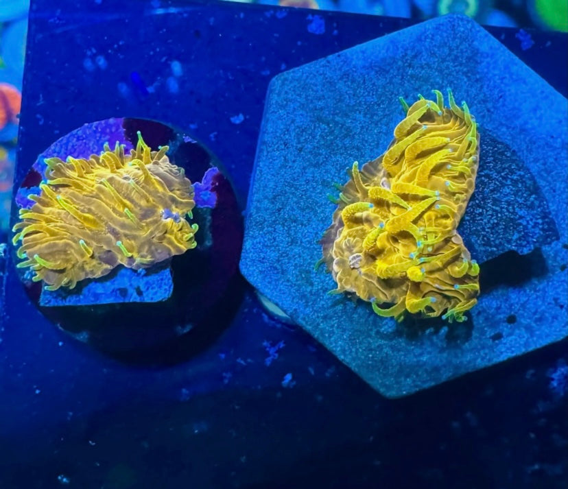 Ultra Gold Encrusting Fungia — Rare LPS Coral — UK Grown