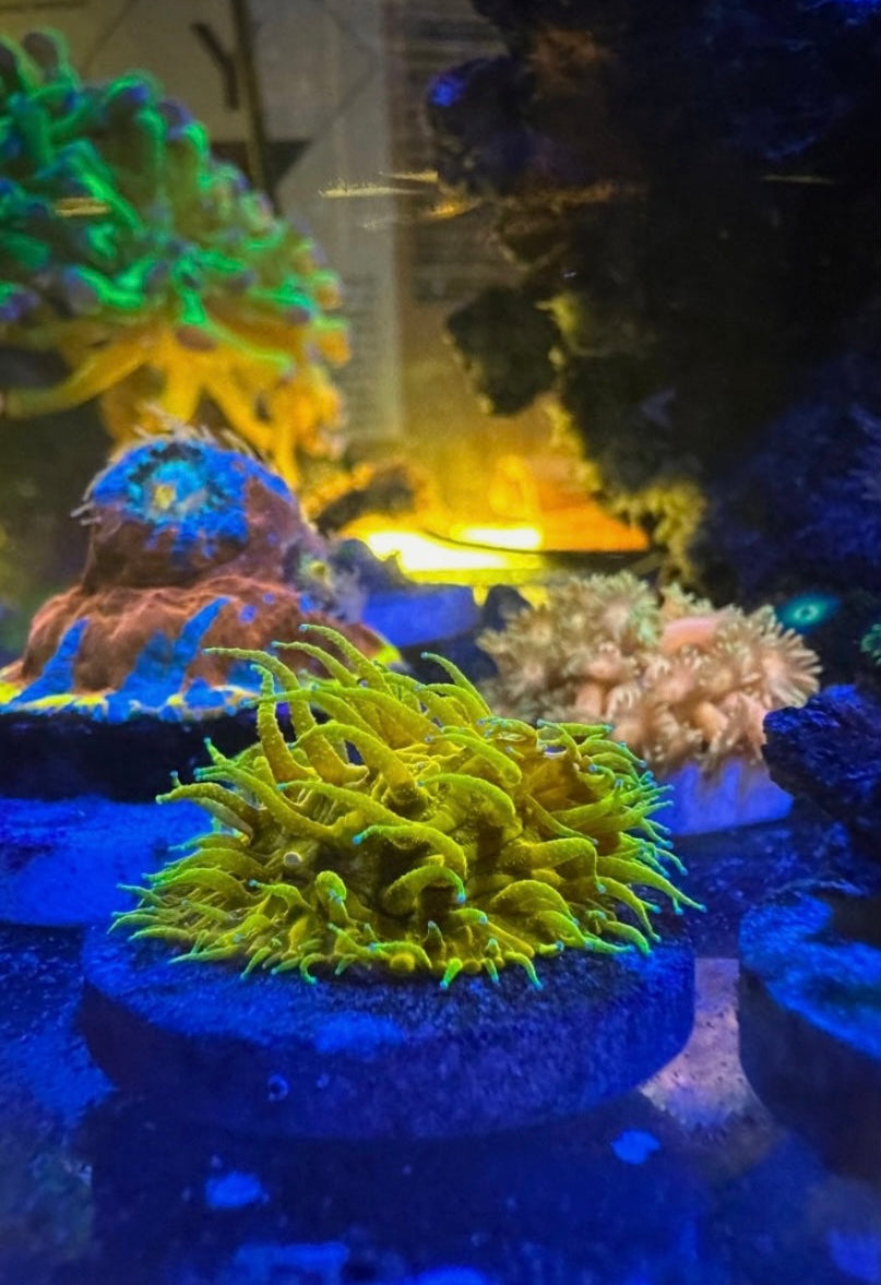 Ultra Gold Encrusting Fungia — Rare LPS Coral — UK Grown