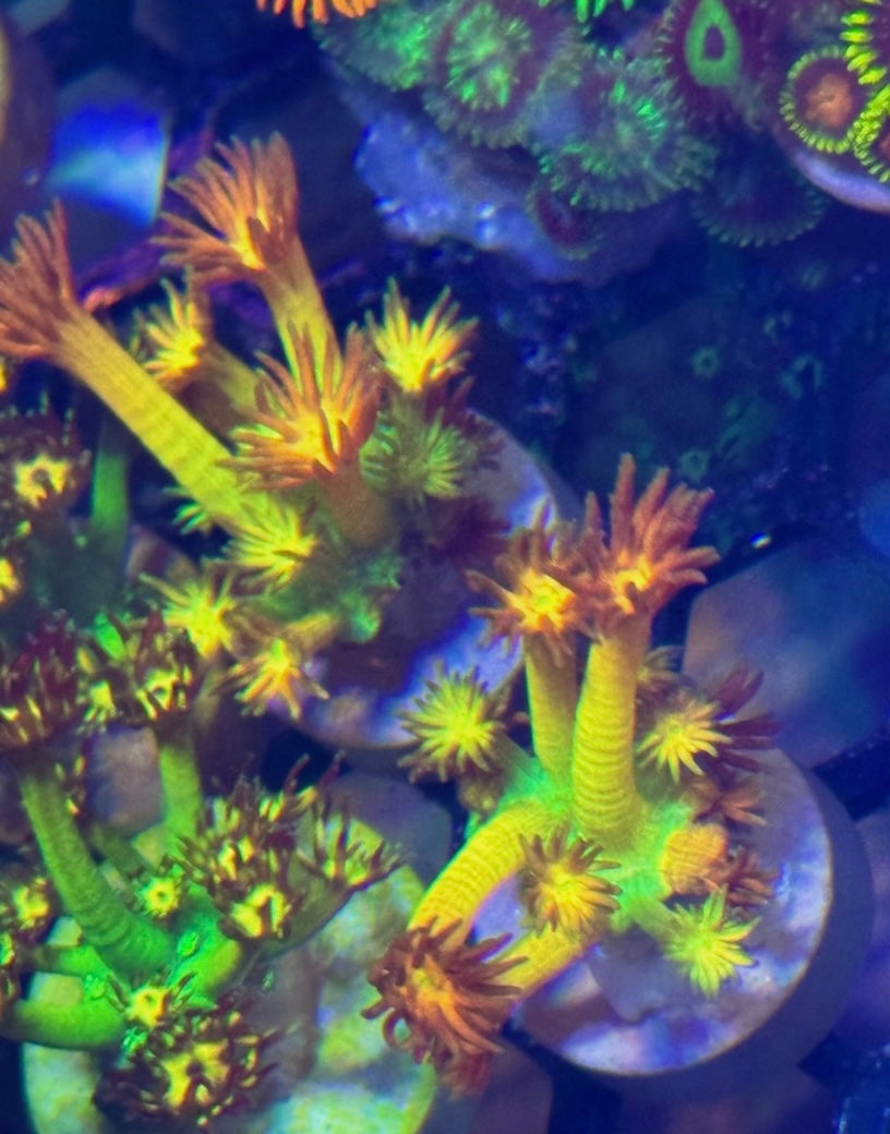 Amazeballs Goniopora — Rare LPS Coral — UK grown