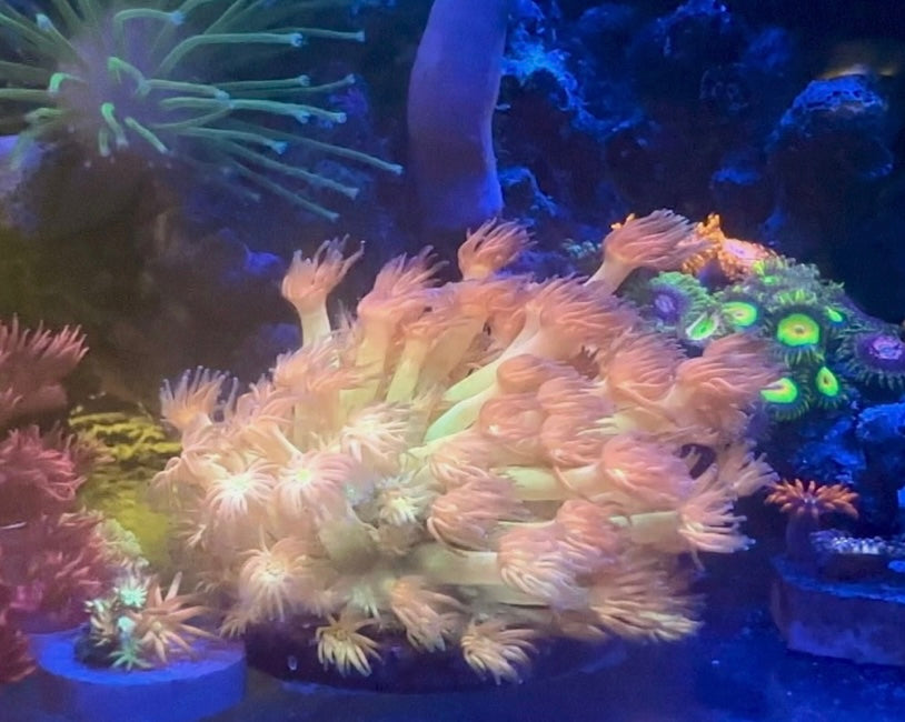 Amazeballs Goniopora — Rare LPS Coral — UK grown