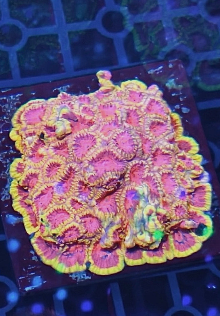 Fruit Loop/Sakura Favia — Rare LPS Coral — UK Grown
