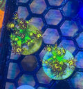 UC Grand Master Goniopora — High End LPS Coral — UK Grown