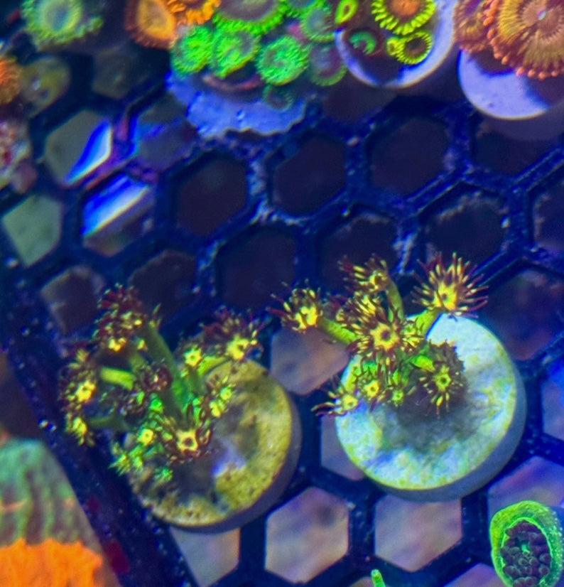 UC Grand Master Goniopora — High End LPS Coral — UK Grown