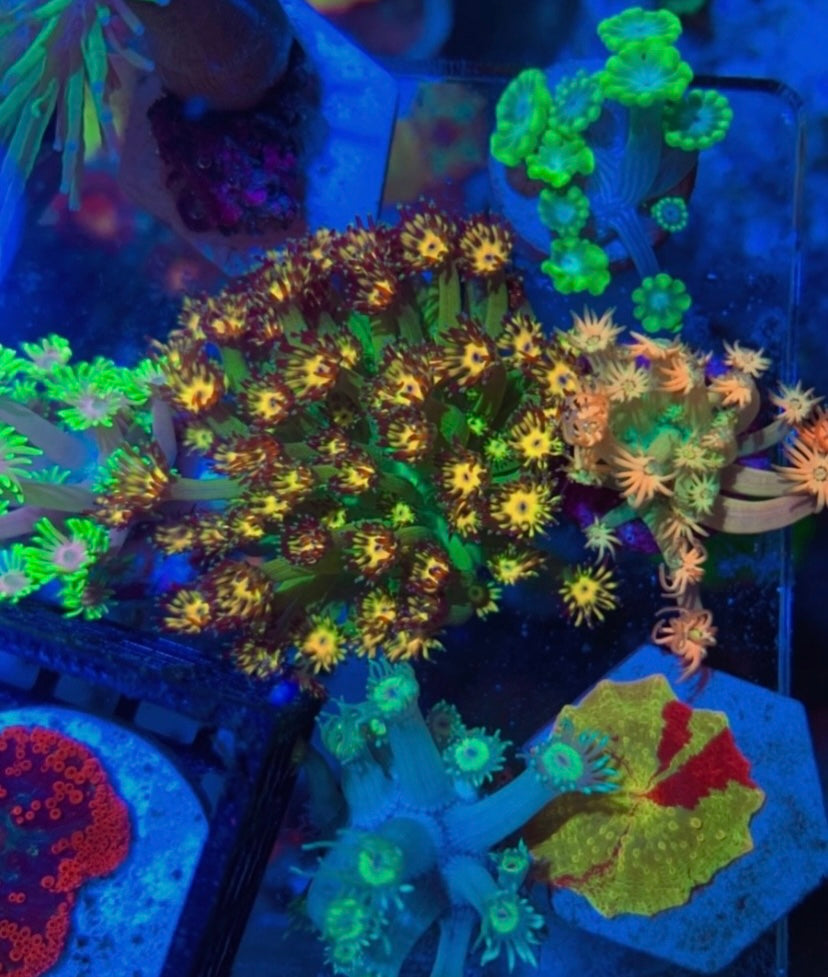 UC Grand Master Goniopora — High End LPS Coral — UK Grown