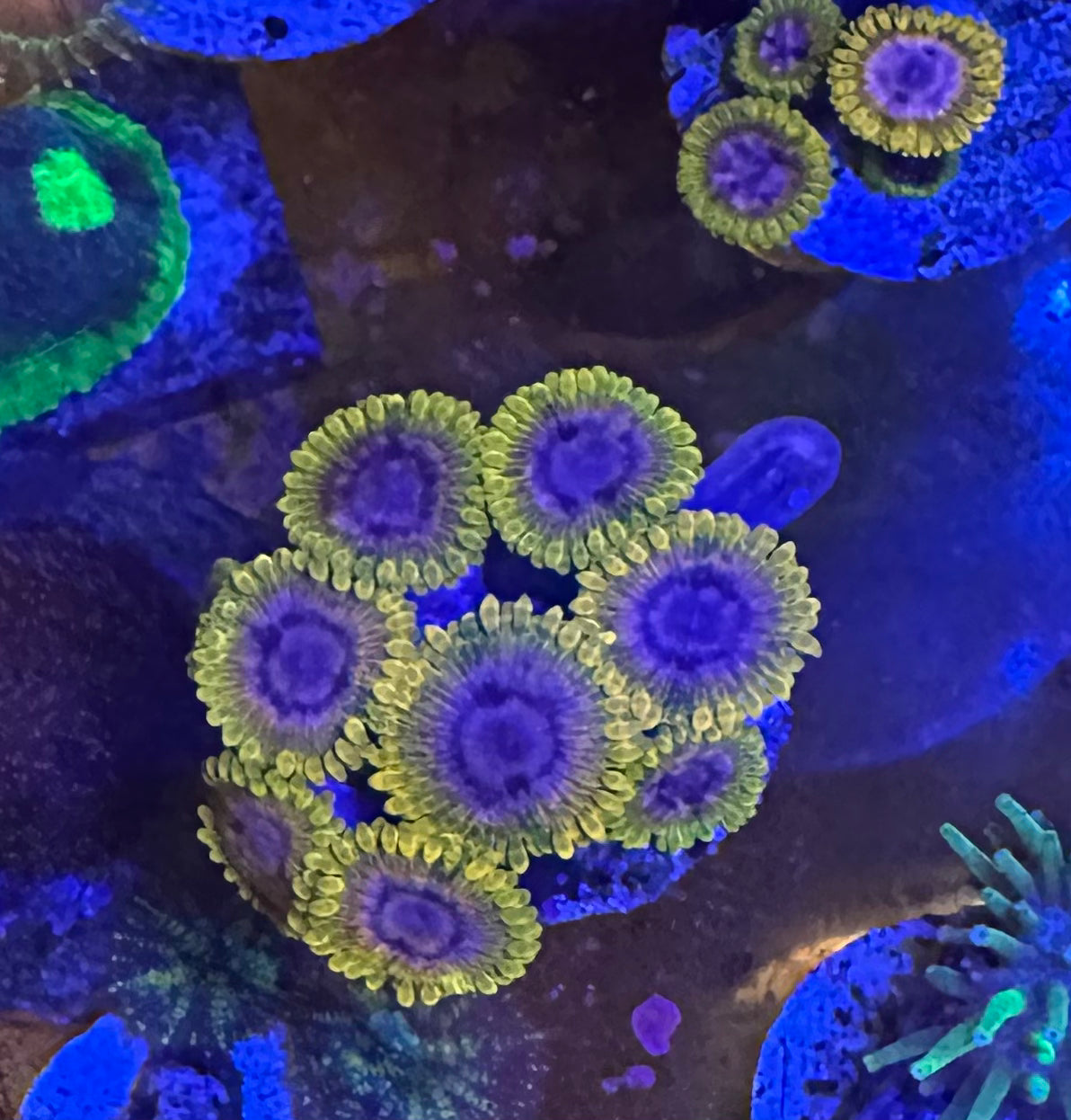 JF Acid Reflux Zoa — established colony shown for reference