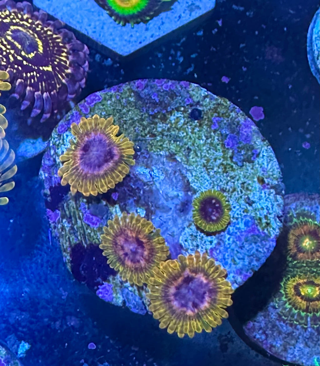 JF Acid Reflux Zoa — frag shown for reference