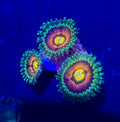Rainbow Incinerator Zoa Frag (2-3 Polyps)– Rare Zoanthid – UK Grown