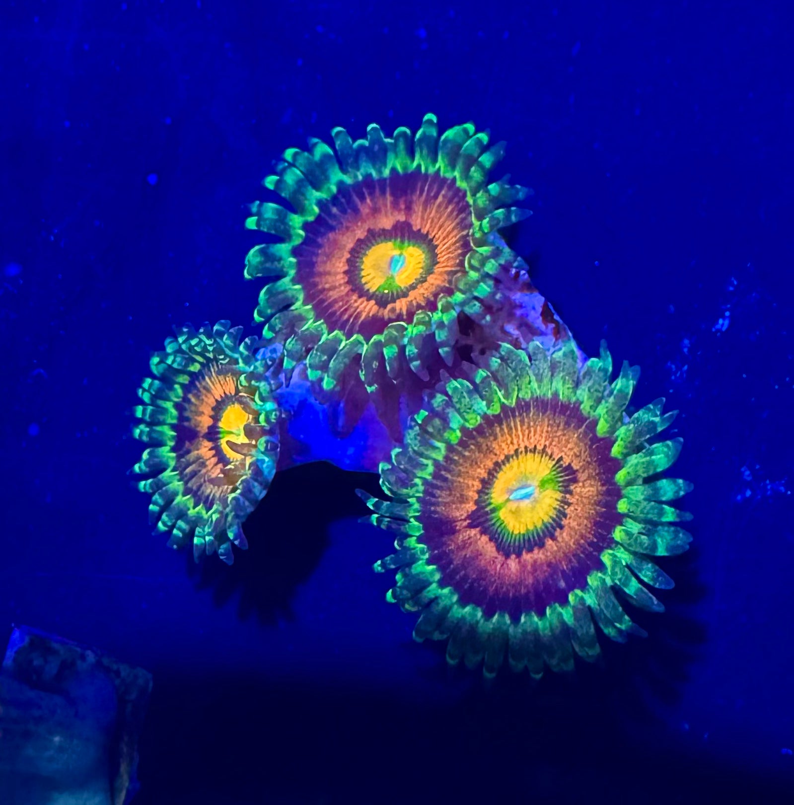 Rainbow Incinerator Zoa Frag (2-3 Polyps)– Rare Zoanthid – UK Grown