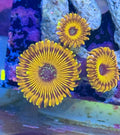 Gold Magician Zoa Frag (2-3 Polyps)– Rare Zoanthid – UK Grown