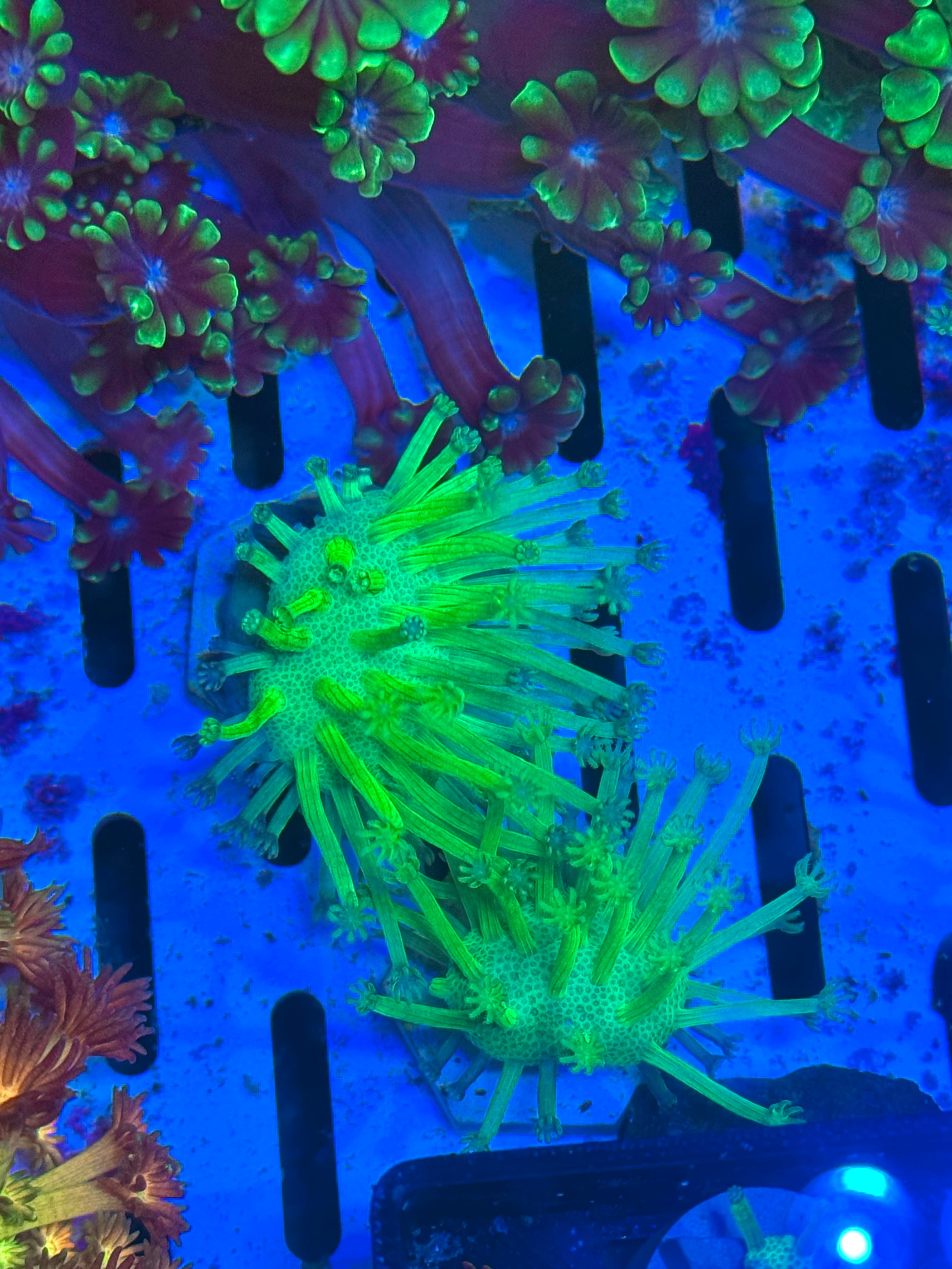 Japanese Deep Water Toadstool — High End Soft Coral — UK Grown