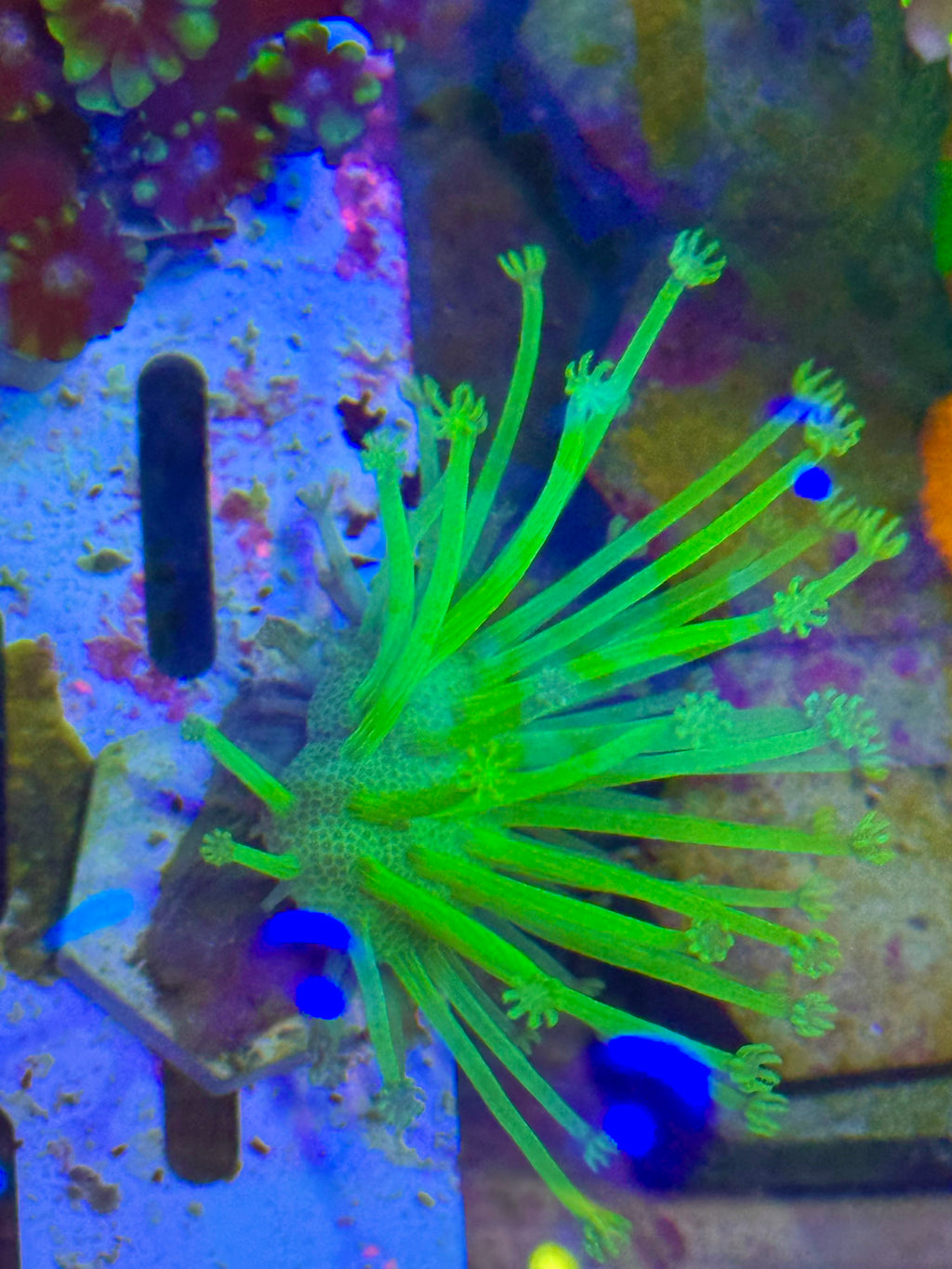 Japanese Deep Water Toadstool — High End Soft Coral — UK Grown