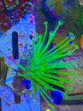 Japanese Deep Water Toadstool — High End Soft Coral — UK Grown