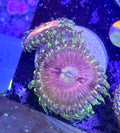 Pink Hallucination Zoa/Paly Frag (2-3 Polyps)– Rare Zoanthid – UK Grown