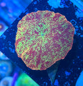 Eclectus Jawbreaker Mushroom – Fusion Pattern – Collector Grade – WYSIWYG – UK Grown
