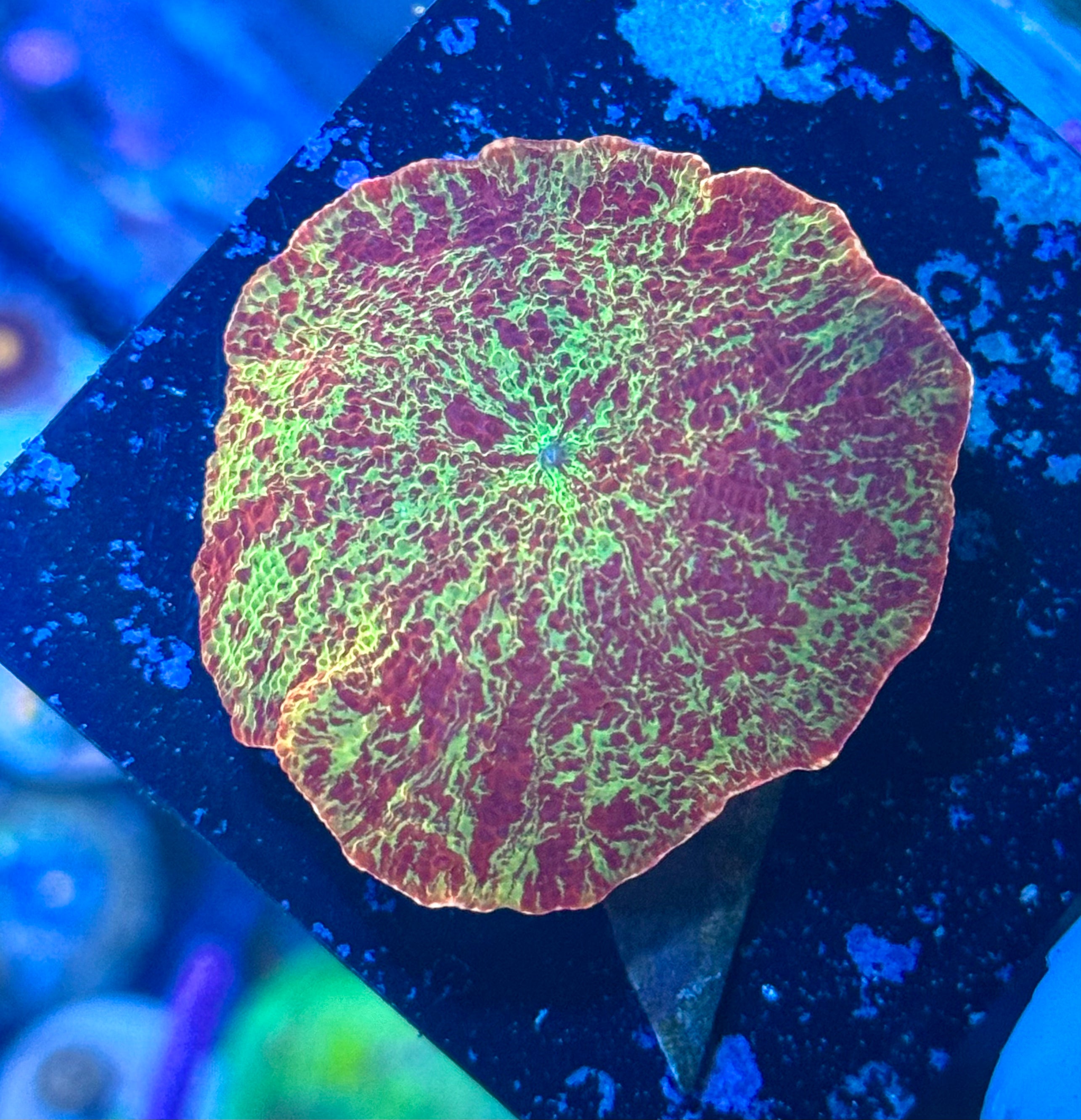 Eclectus Jawbreaker Mushroom – Fusion Pattern – Collector Grade – WYSIWYG – UK Grown