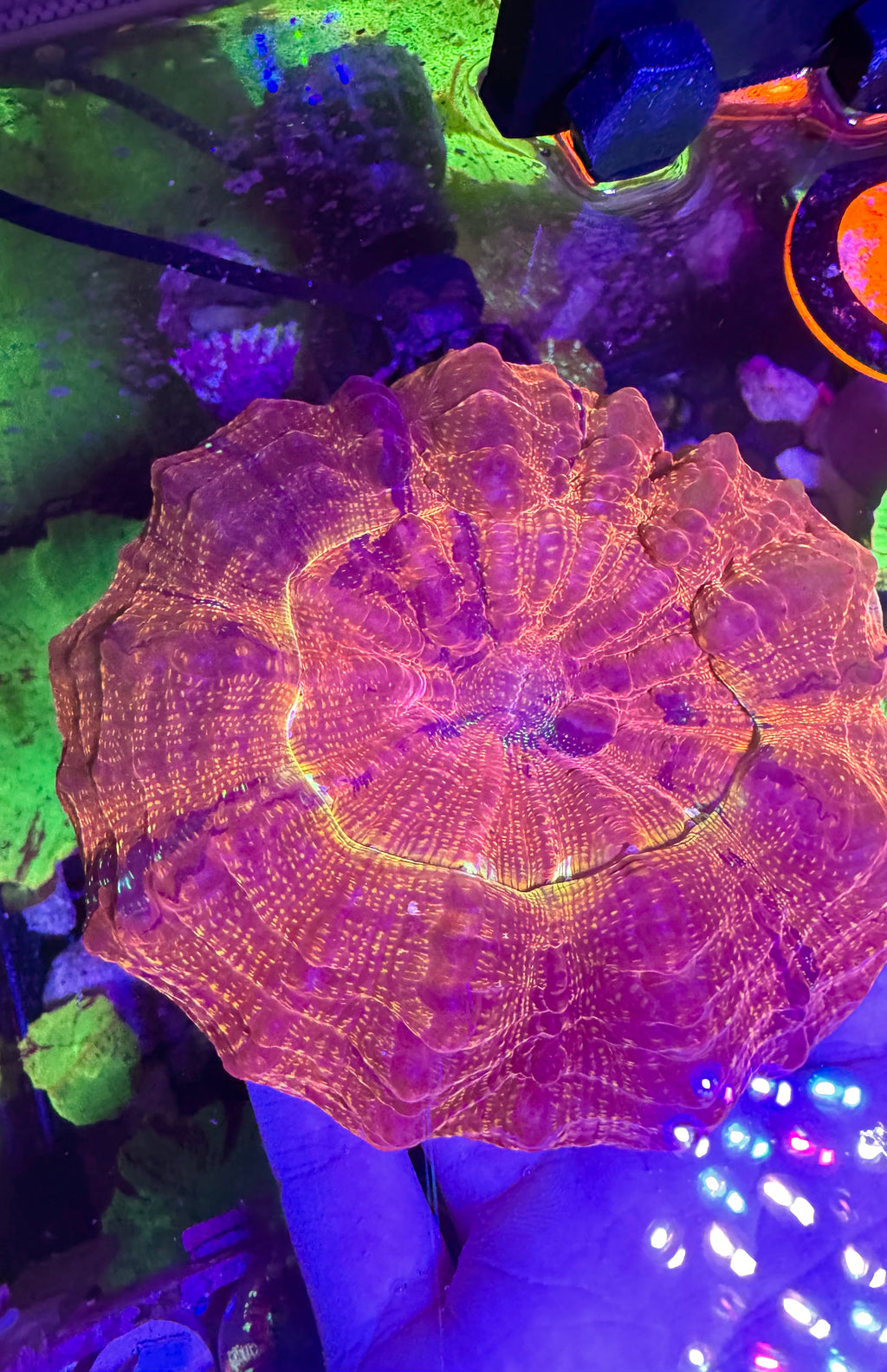 Acanthophyllia— Glittered Caramel — WYSIWYG — High End LPS Coral