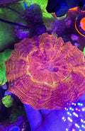 Acanthophyllia— Glittered Caramel — WYSIWYG — High End LPS Coral
