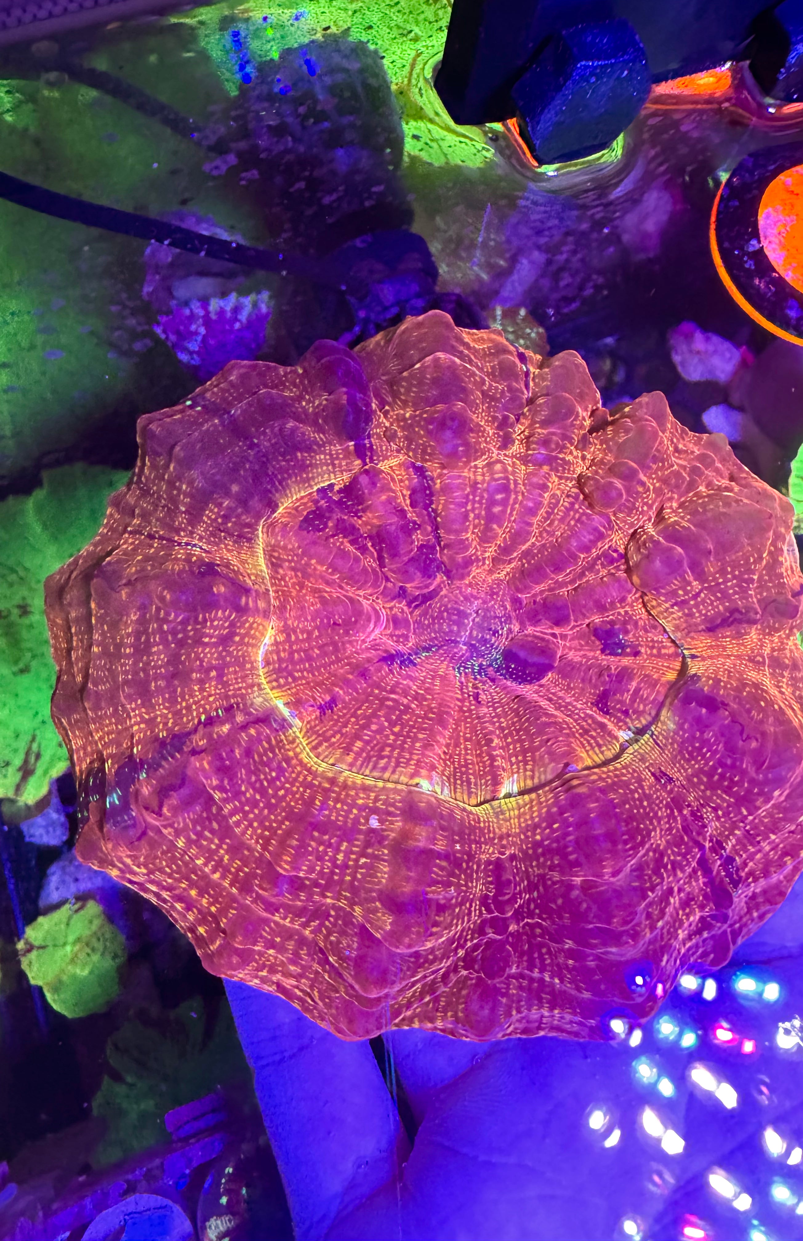 Acanthophyllia— Glittered Caramel — WYSIWYG — High End LPS Coral