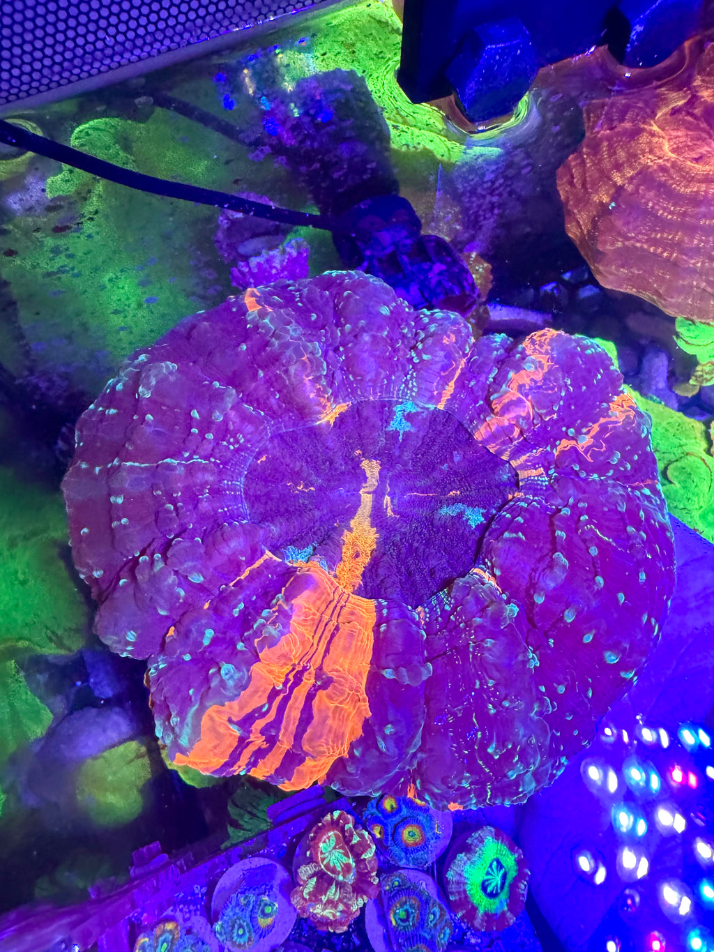 Acanthophyllia— Indigo and Orange — WYSIWYG — High End LPS Coral