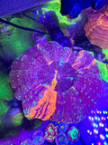 Acanthophyllia— Indigo and Orange — WYSIWYG — High End LPS Coral